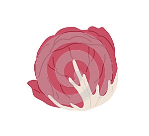 Red-leaf salad. Icon of Italian radicchio chicory. Fresh Scotch kale or cabbage head. Organic vegetable. Flat vector