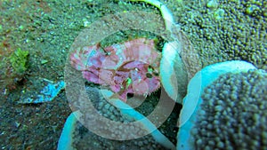 Red Leaf scorpionfish in the tropical reef. Close-up of the venomous purple Leaf Scorpion fish. A pink Taenianotus triacanthus on