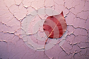 a red leaf sits on a cracked wall