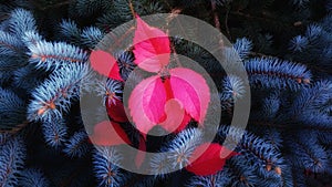 Red leaf on small tree