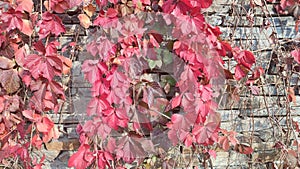 red leaf and stone wall in autumn