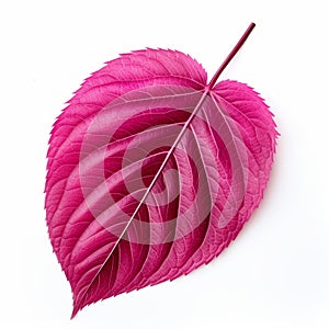 Pink Leaf Isolated On White Surface Stock Photo photo