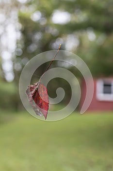 Red Leaf Suspended in Spider Web