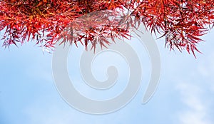 Red leaf texture in autumn on blue background