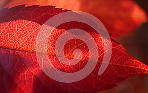 Red leaf texture background grape, vine