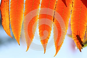 Red leaf texture on blue sky background