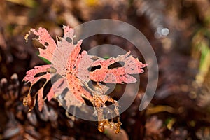 Red leaf of a tree is damaged by insects
