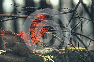 Red leaf on tree trunk