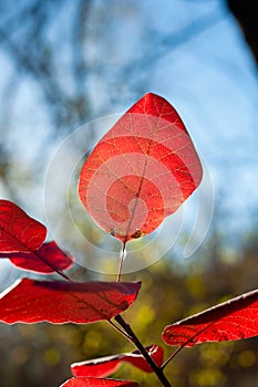Red leaf with trees and blue sky