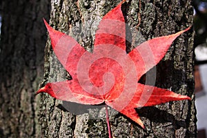 Red leaf on a trunk