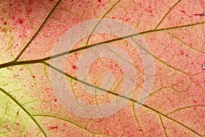 Red leaf with veins