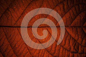 Red leaf veins macro