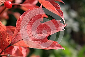 Red leaf of viburnum in autumn. Macro