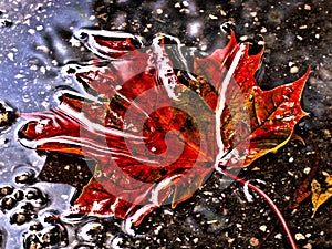 Red leaf in the water