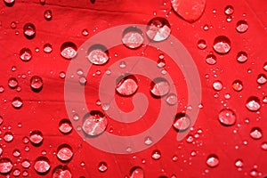 Red leaf with water drops