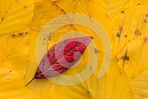 Red Leaf on Yellow Leaves