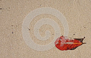 Red leaf on yellow sand background Summer pattern