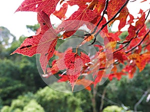 Red Leaf in Yuen Long in Hong Kong