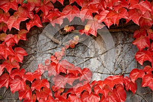 Red leafage on a grey wall.