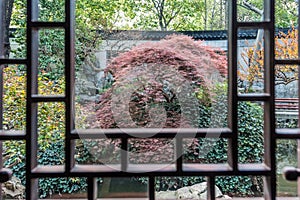 Red-leafed bonsai tree Yuyan garden shanghai china