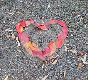 Red Leafed Heart