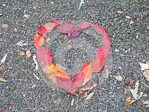 Red Leafed Heart