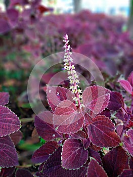 Red leafed plant with elongated flowers photo