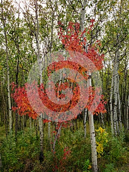 Red leafed tree along the side of the walking path at Assiniboine Forest in Winnipeg, Manitoba, Canada