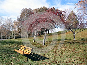 red leafed tree with park bench