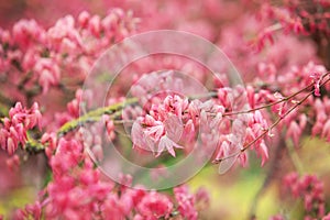 Red leafs of Acer palmatum