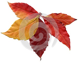 Red leafs autumn tree isolated