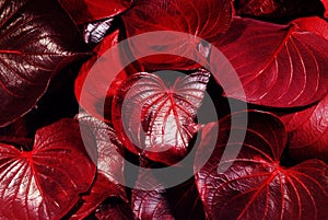 Red leafs background