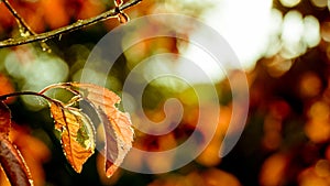 Red Leafs Background