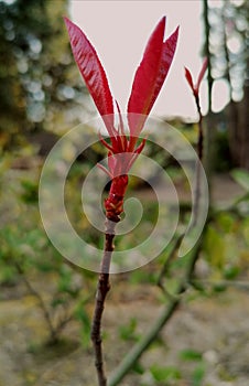 Red leafs bush started to grow because of the first sunshine in the spring