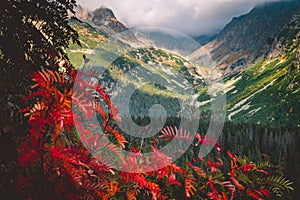 Red leafs in mountains. Beginning of Autumn in High Tatras