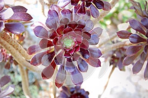 Red leafy succulent