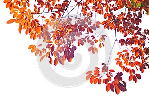 Red leave