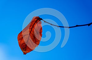 Red leave with branch in autumn with clear blue sky