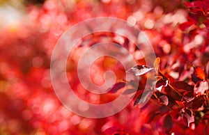 Red leave in japanese autumn