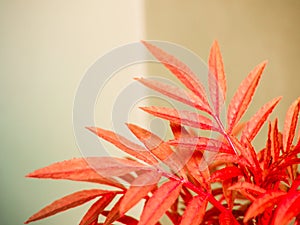 Red leave on the wall background in soft light