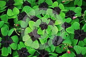 Red-leaved clover photo