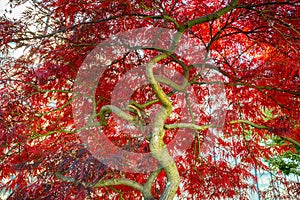 Red leaved Japanese maple tree
