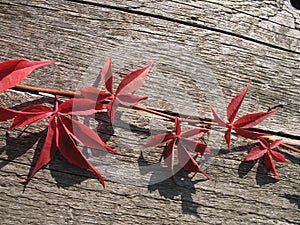 Red leaves