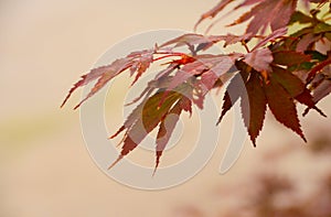 red leaves