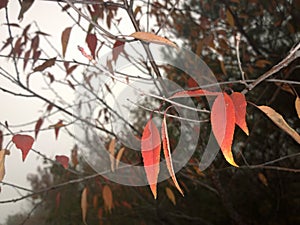 Red leaves