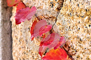 Red leaves