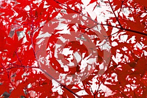 Red leaves , abstract autumn nature background