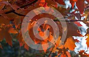 Red leaves of Acer freemanii Autumn Blaze on blue sky background.