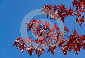 Red leaves of Acer freemanii Autumn Blaze on blue sky background. Close-up of fall colors maple tree leaves in resort area