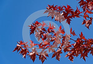 Red leaves of Acer freemanii Autumn Blaze on blue sky background. Close-up of fall colors maple tree leaves in resort area photo